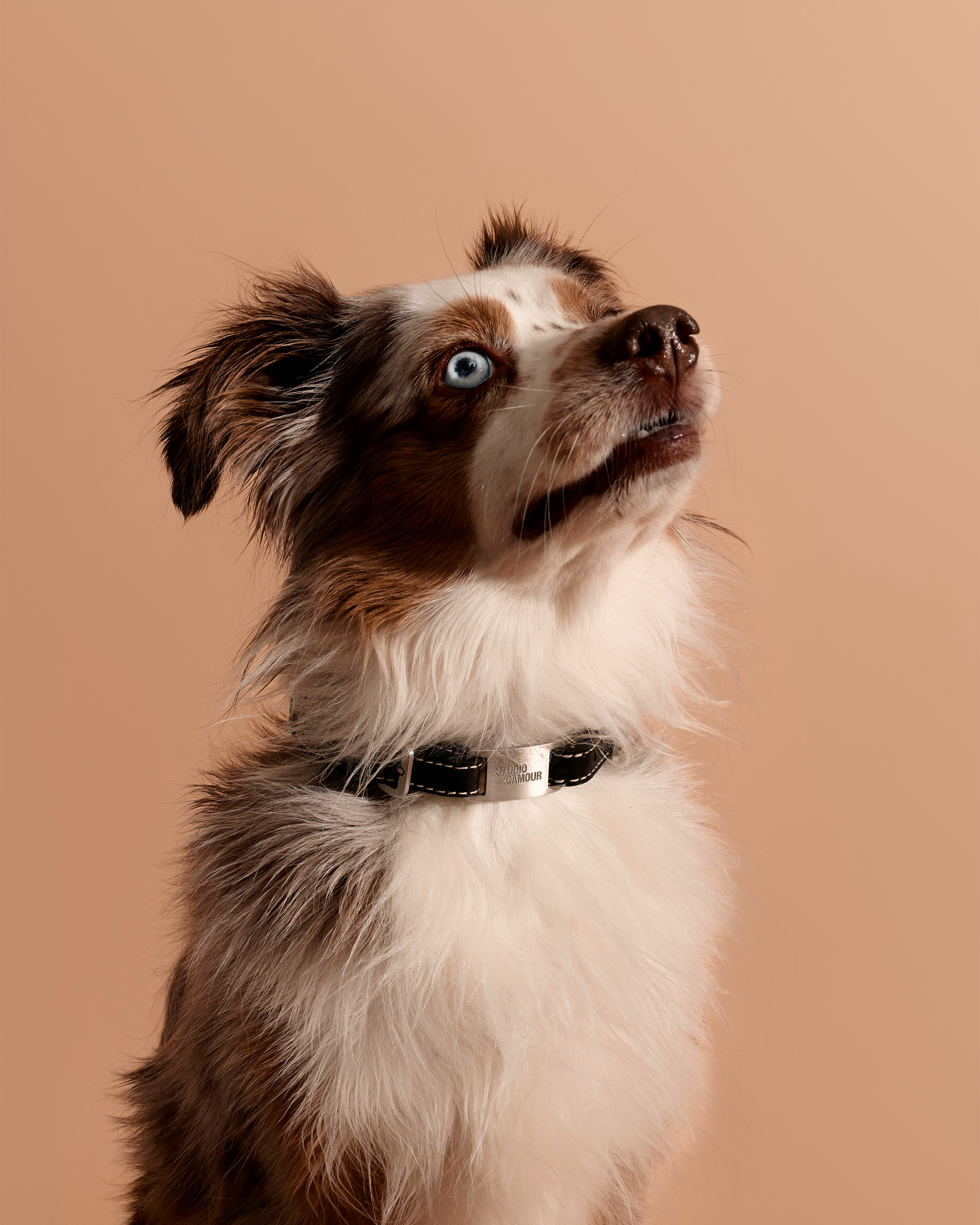 Reeve Collar - Larger Breeds