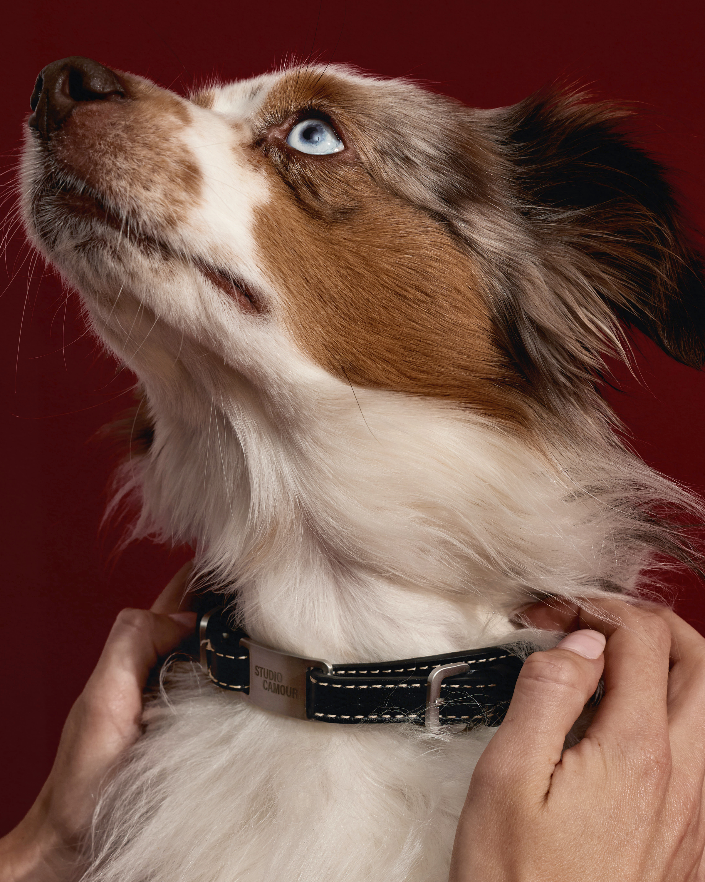 Reeve Collar - Larger Breeds