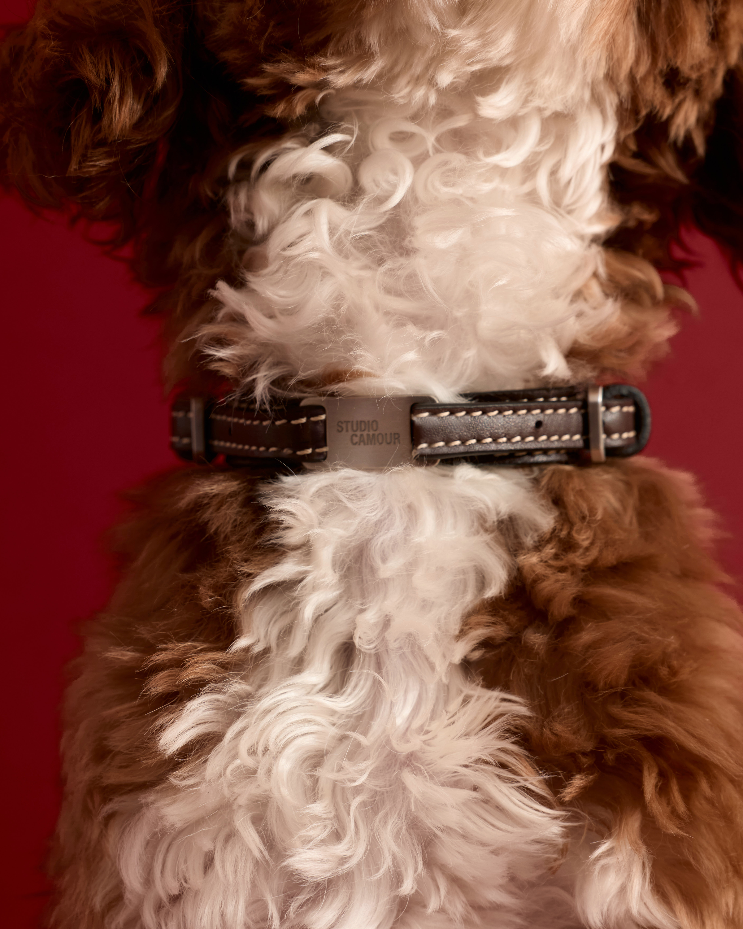 Reeve Collar - Smaller Breeds