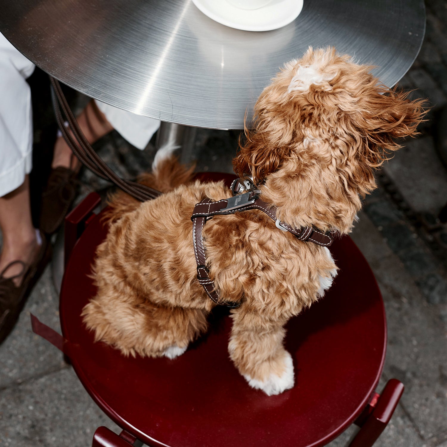 Cavapoo seduto su una sedia di un caffè accanto a un tavolo con un cappuccino, con la Pettorina Cove color Espresso