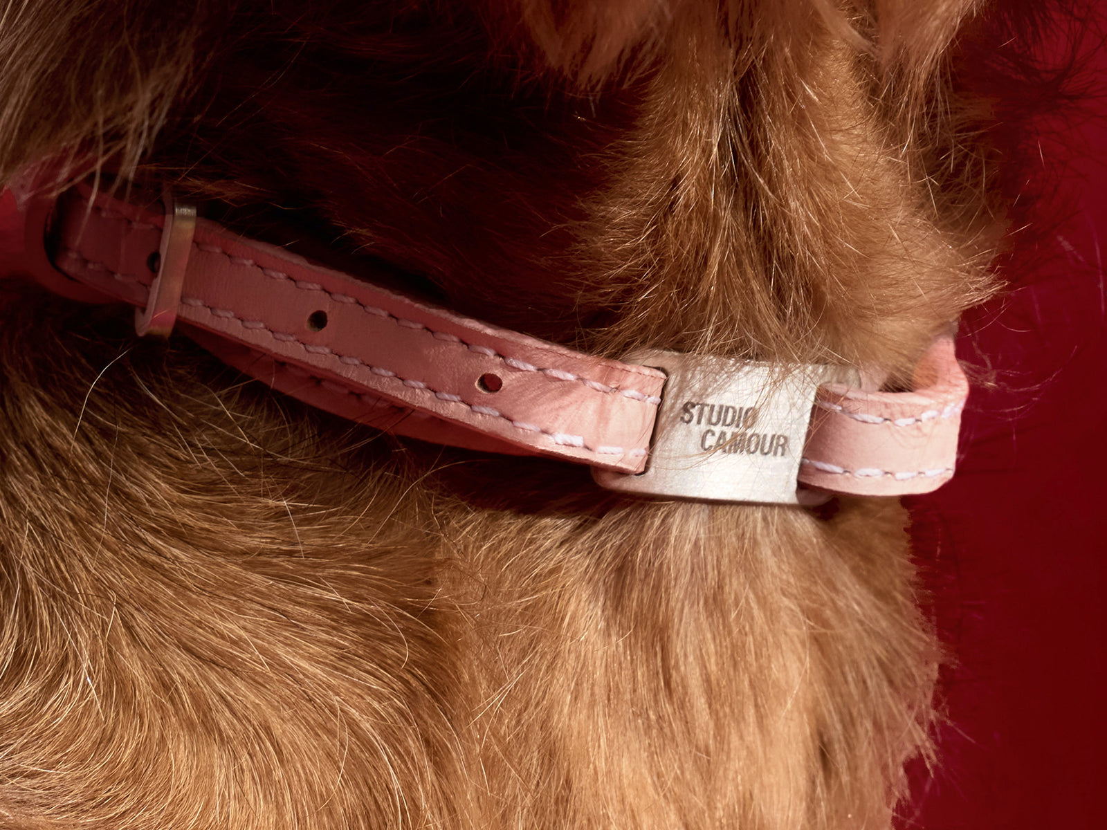 Dettaglio ravvicinato del Collare Reeve Studio Camour color Rosy per cani di piccola taglia, indossato da un cane, con ferramenta incisa e cuciture a contrasto su sfondo rosso