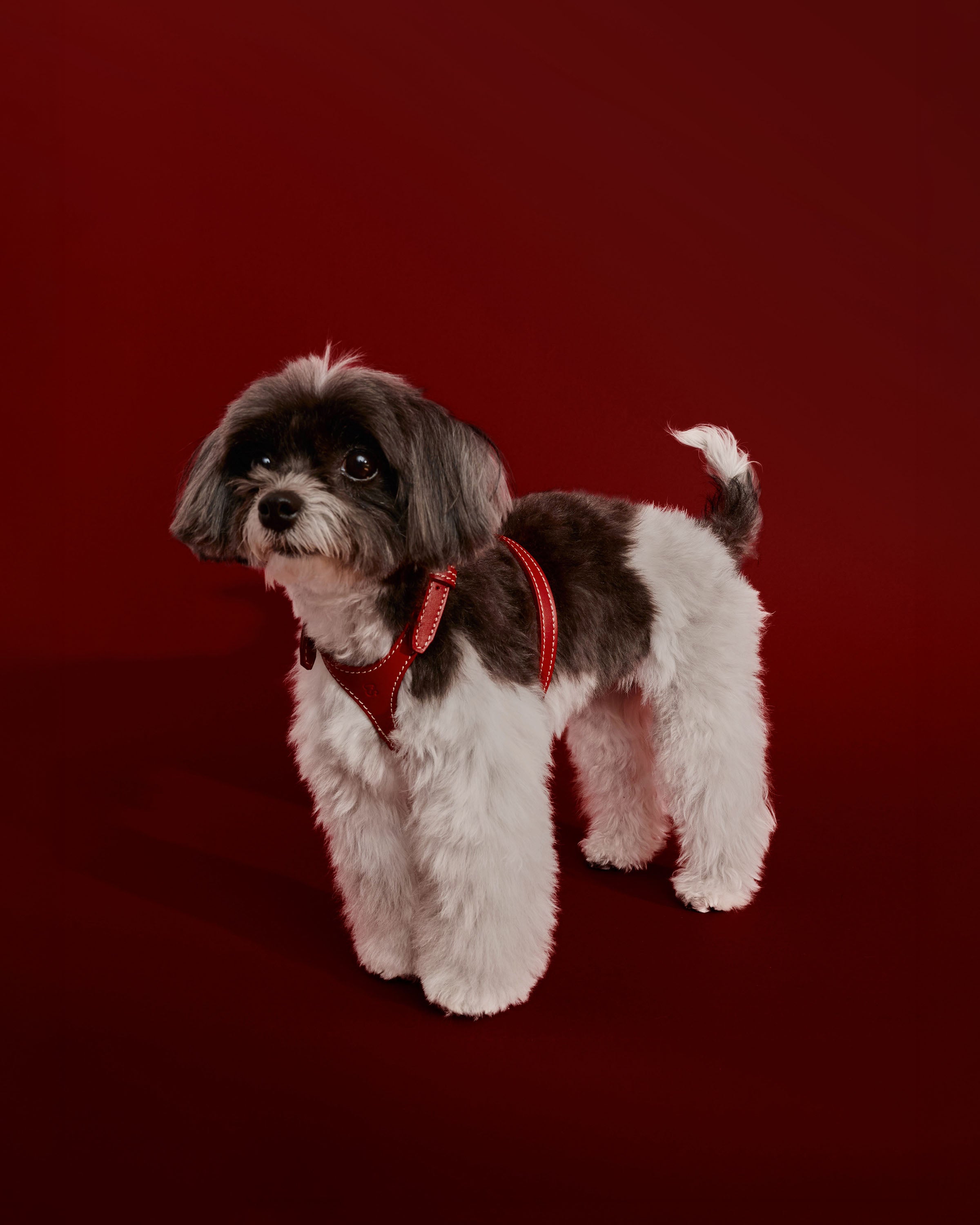 Cove Harness - Smaller Breeds