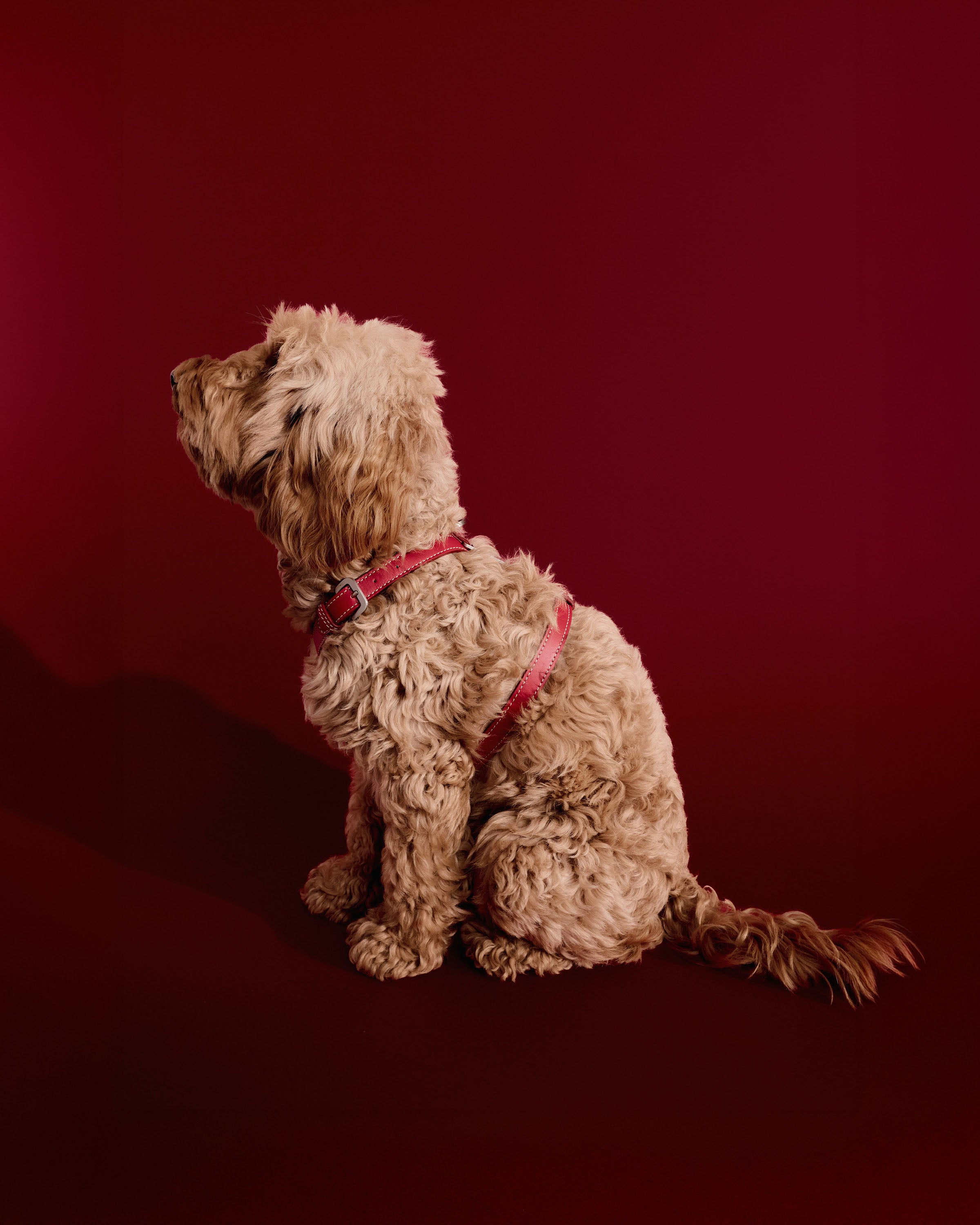 Cove Harness - Smaller Breeds