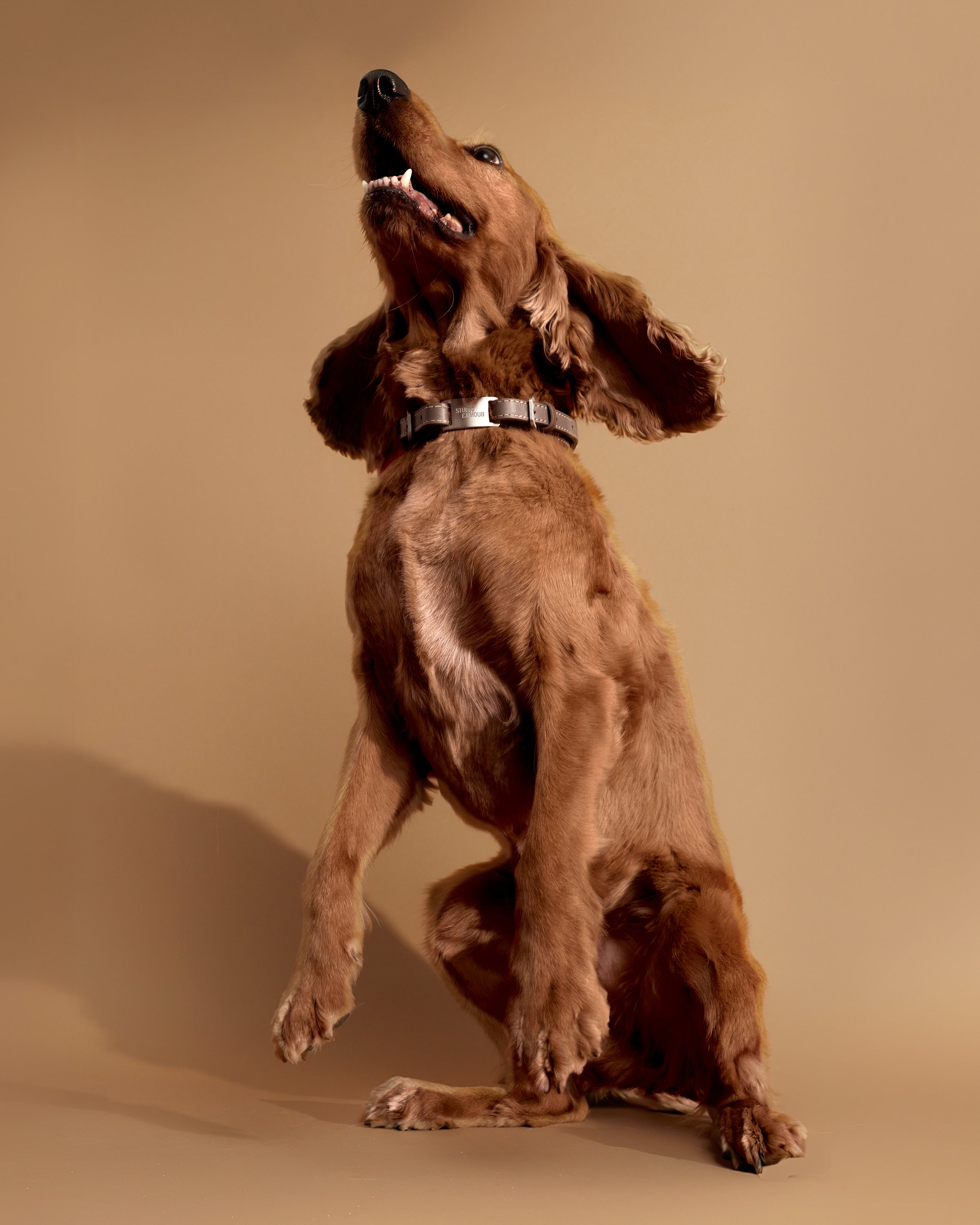 Collare Reeve - Cani di taglia grande