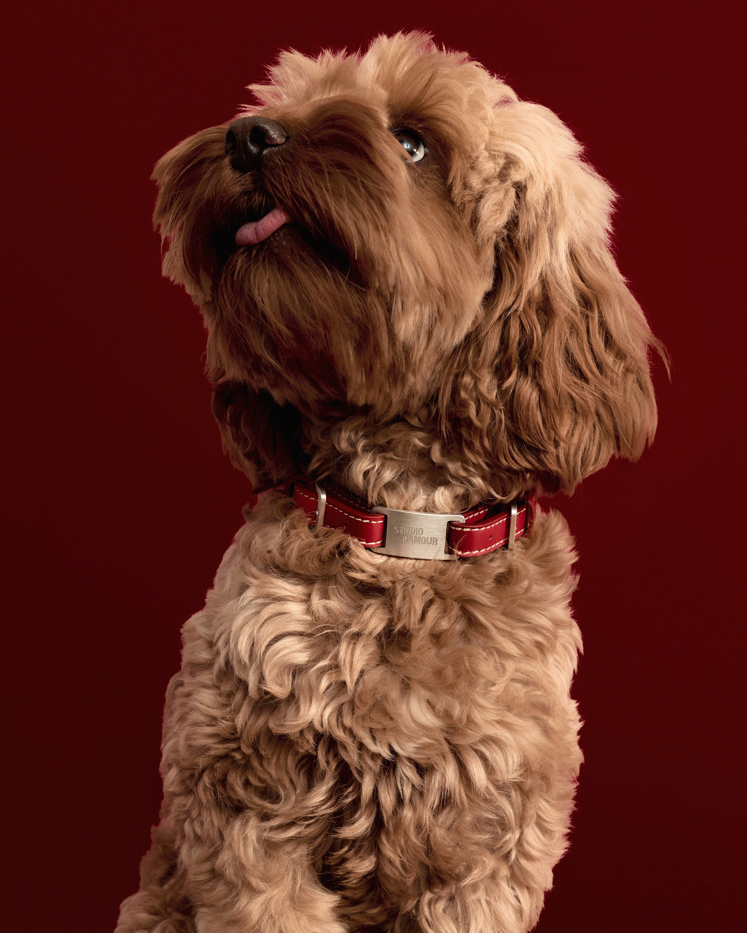 Reeve Collar - Smaller Breeds